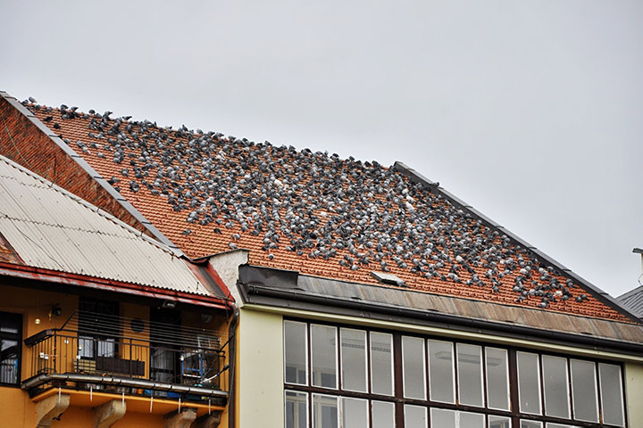 A2B Pest Control are able to install spikes to deter birds from roofs in Barrow In Furness. 