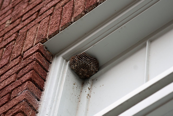 We provide a wasp nest removal service for domestic and commercial properties in Barrow In Furness.